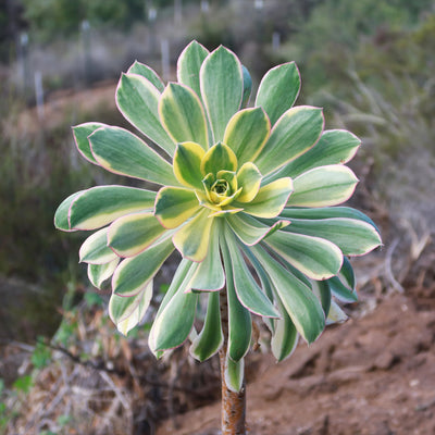 Aeonium sunburst