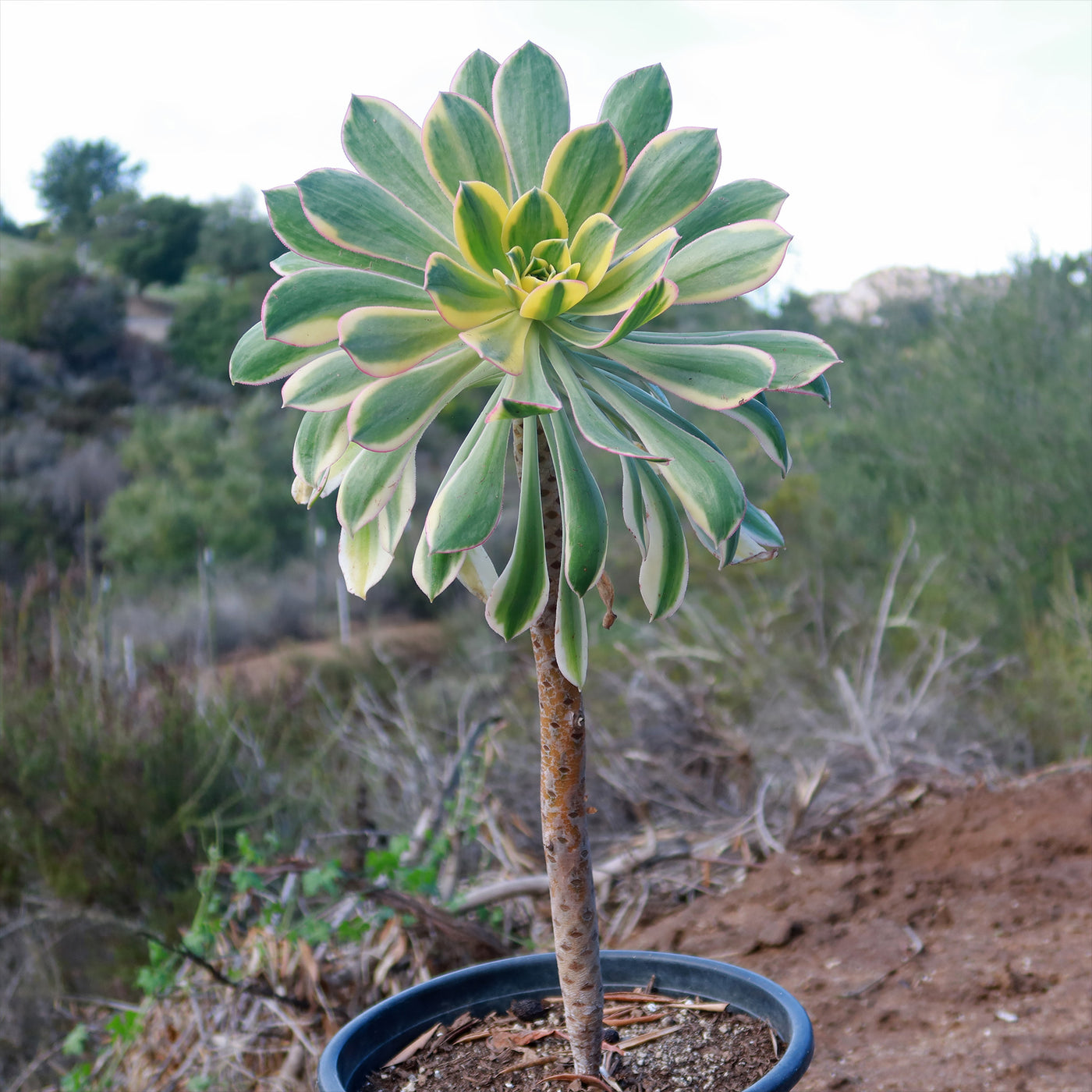 Aeonium sunburst