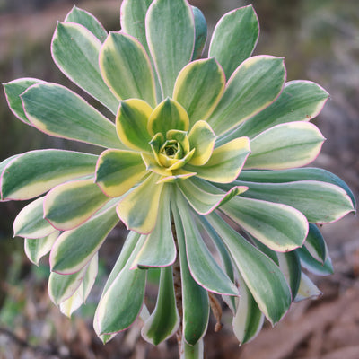 Aeonium sunburst