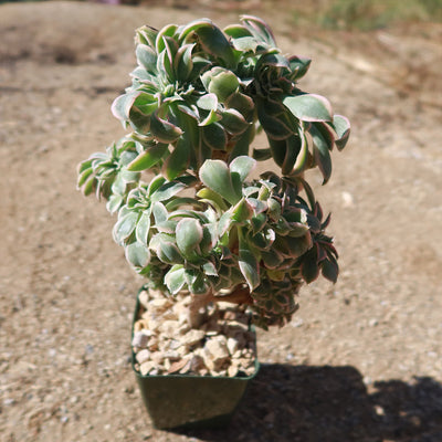 Crested Aeonium Sunburst