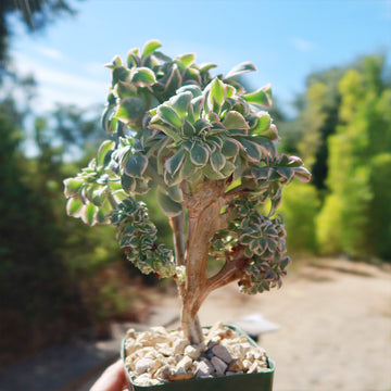 succulent thick stem Crested Aeonium Sunburst