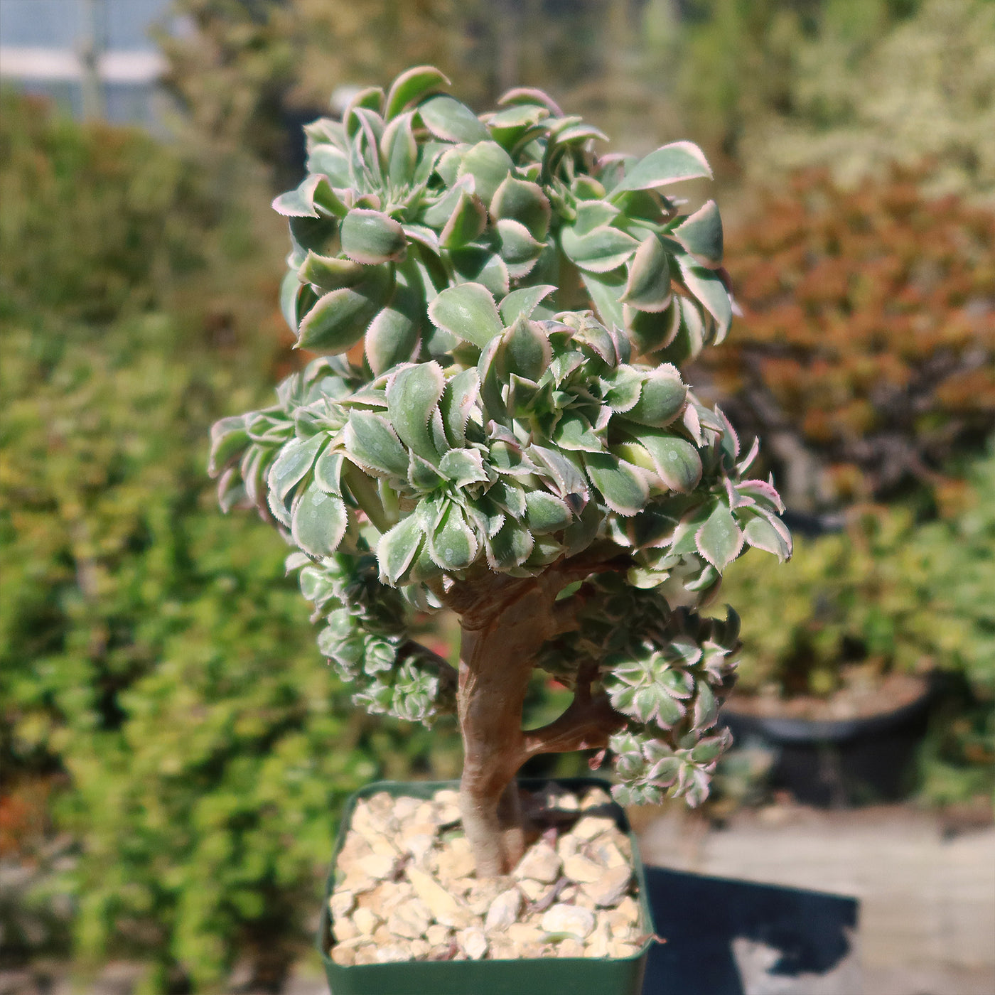 succulent thick stem Crested Aeonium Sunburst 3 Gal