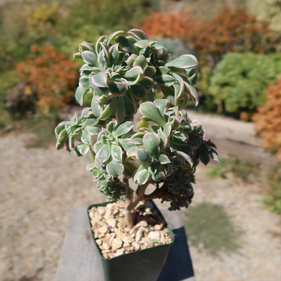 Crested Aeonium Sunburst