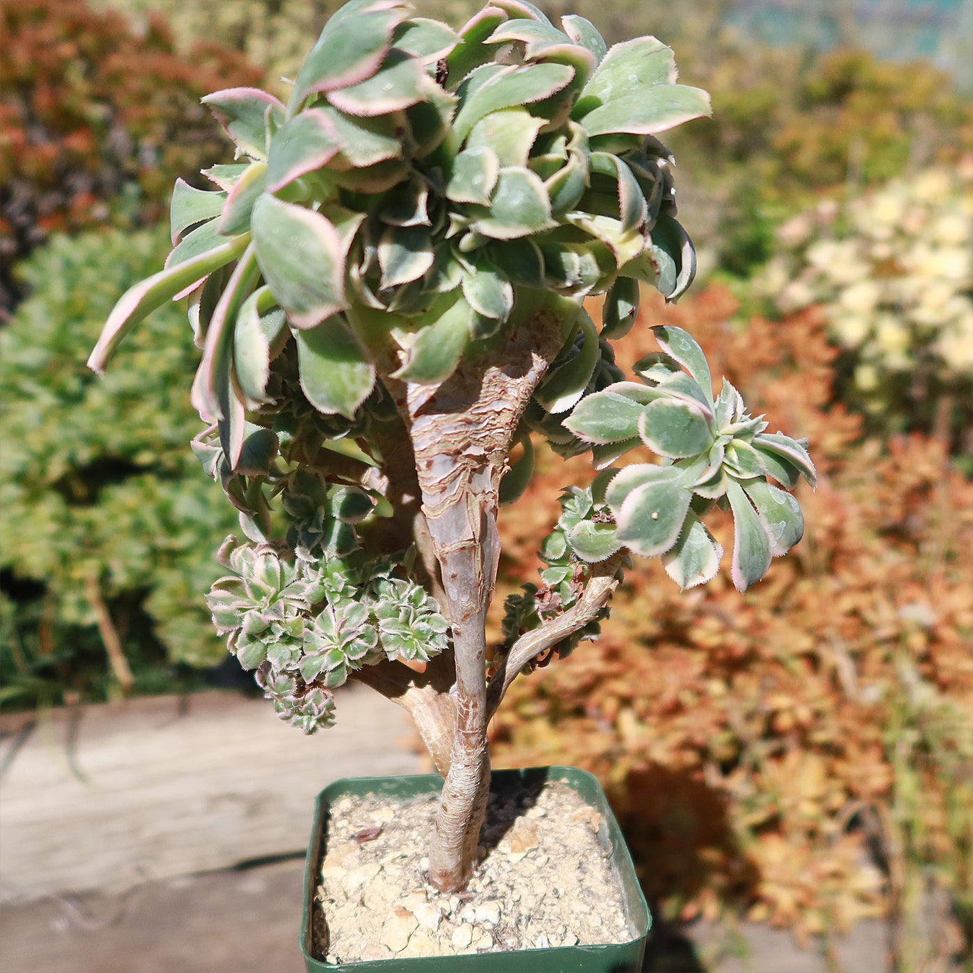 succulent with woody stem Crested Aeonium Sunburst 3 Gal