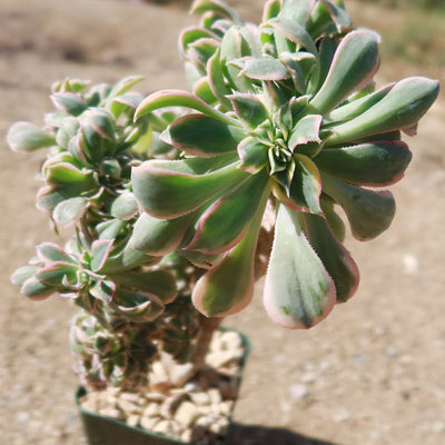 Crested Aeonium Sunburst