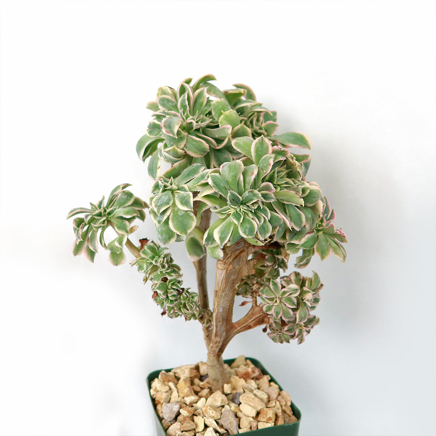 crested succulents for sale Crested Aeonium Sunburst 3 Gal