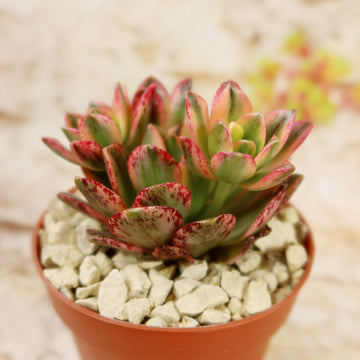 Shop 'Aeonium sweet tea' Care & Growing Guide