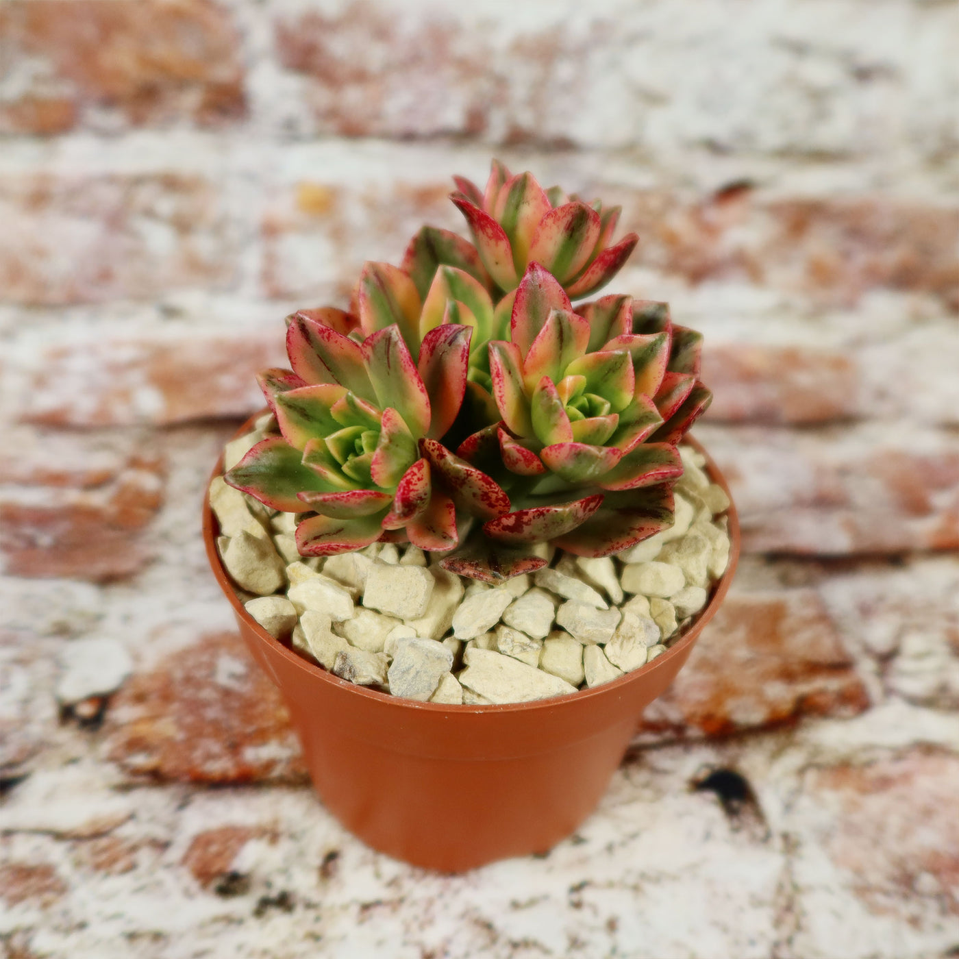 are tea leaves good for succulents Aeonium sweet tea