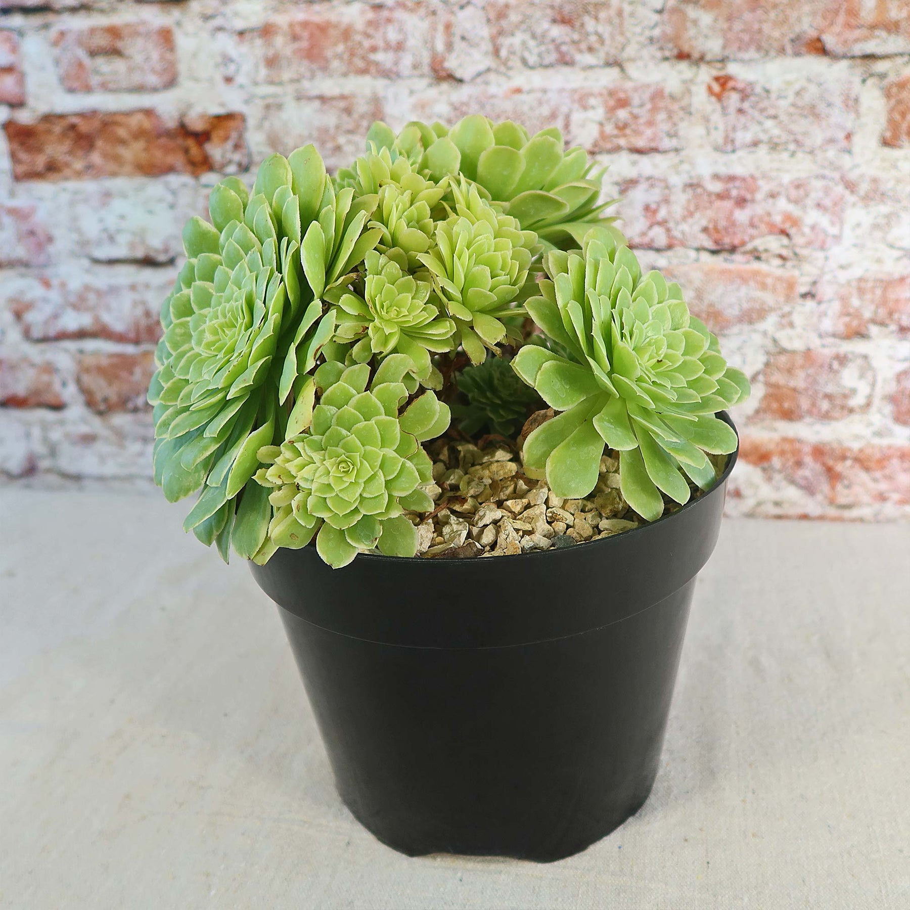 emerald spring succulent Aeonium ‘Emerald ice’