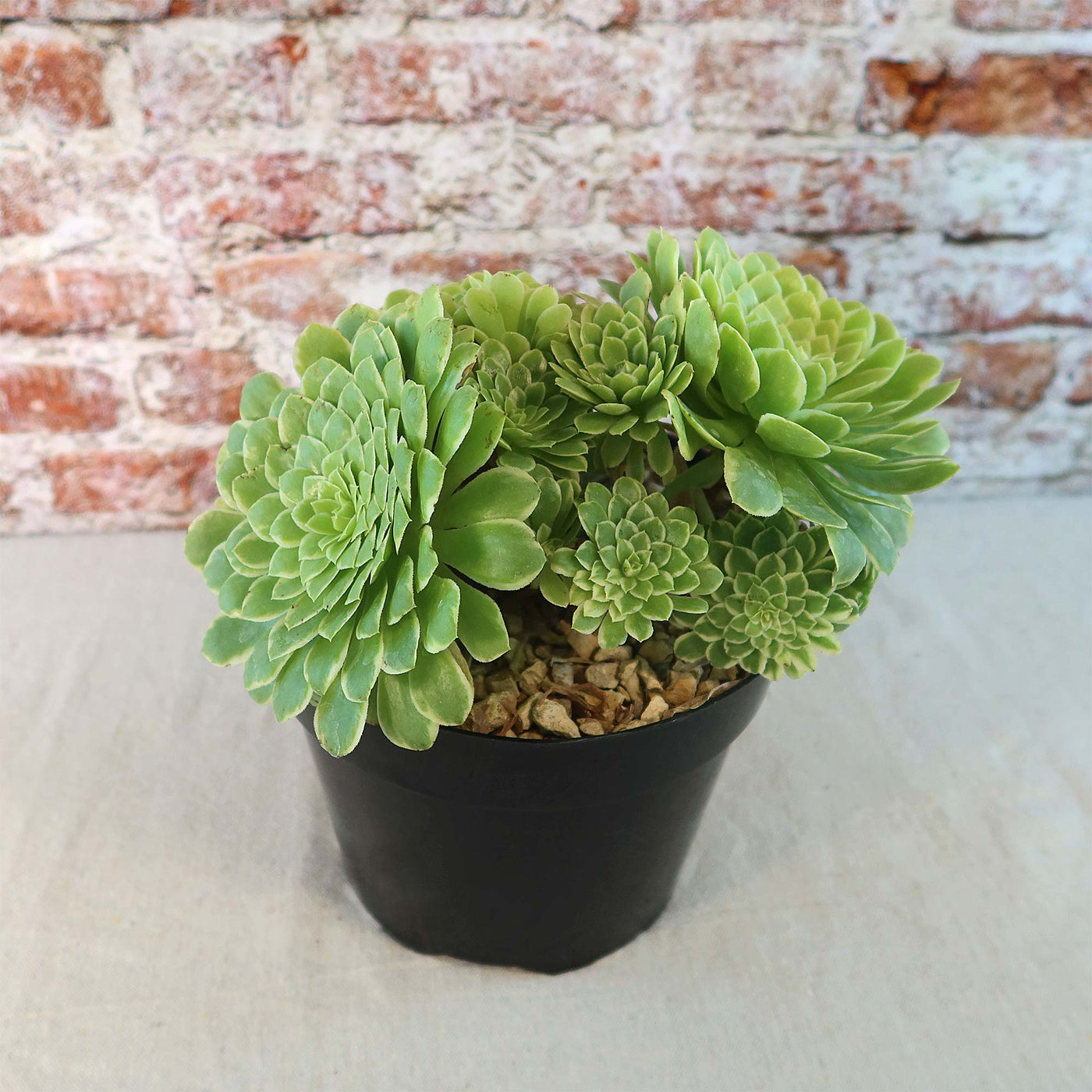 Aeonium ‘Emerald ice’