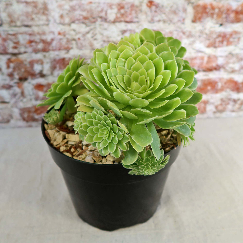 Aeonium ‘Emerald ice’