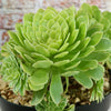 Aeonium ‘Emerald ice’