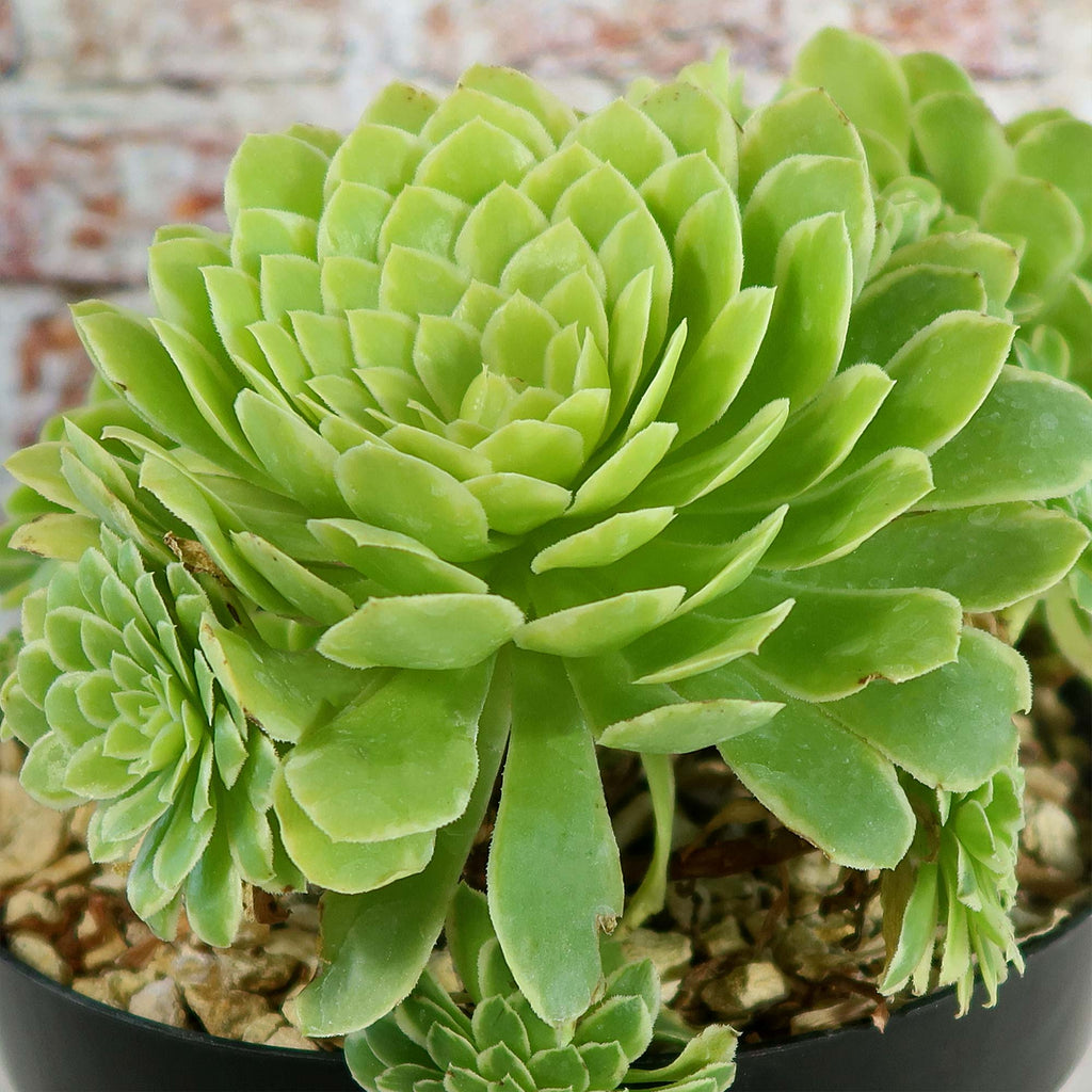 Aeonium ‘Emerald ice’