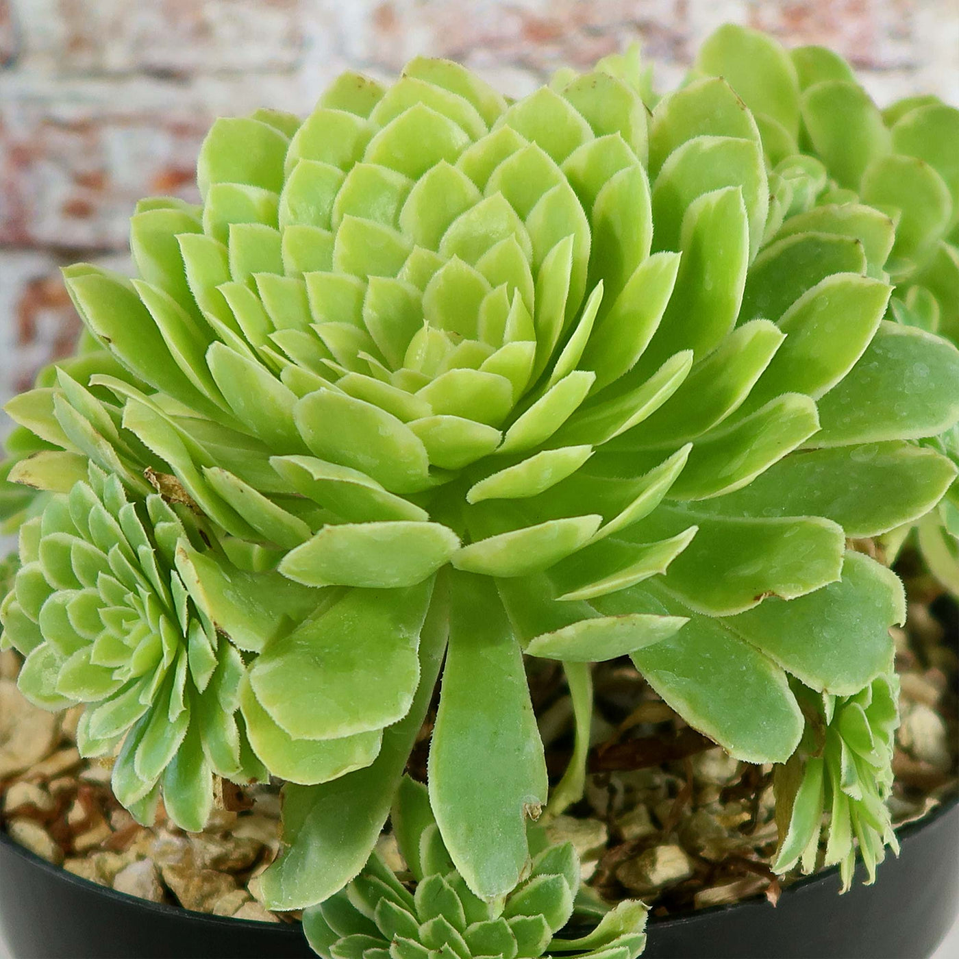 Aeonium ‘Emerald ice’