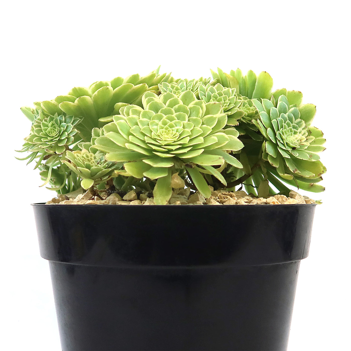 emerald ice succulent Aeonium ‘Emerald ice’