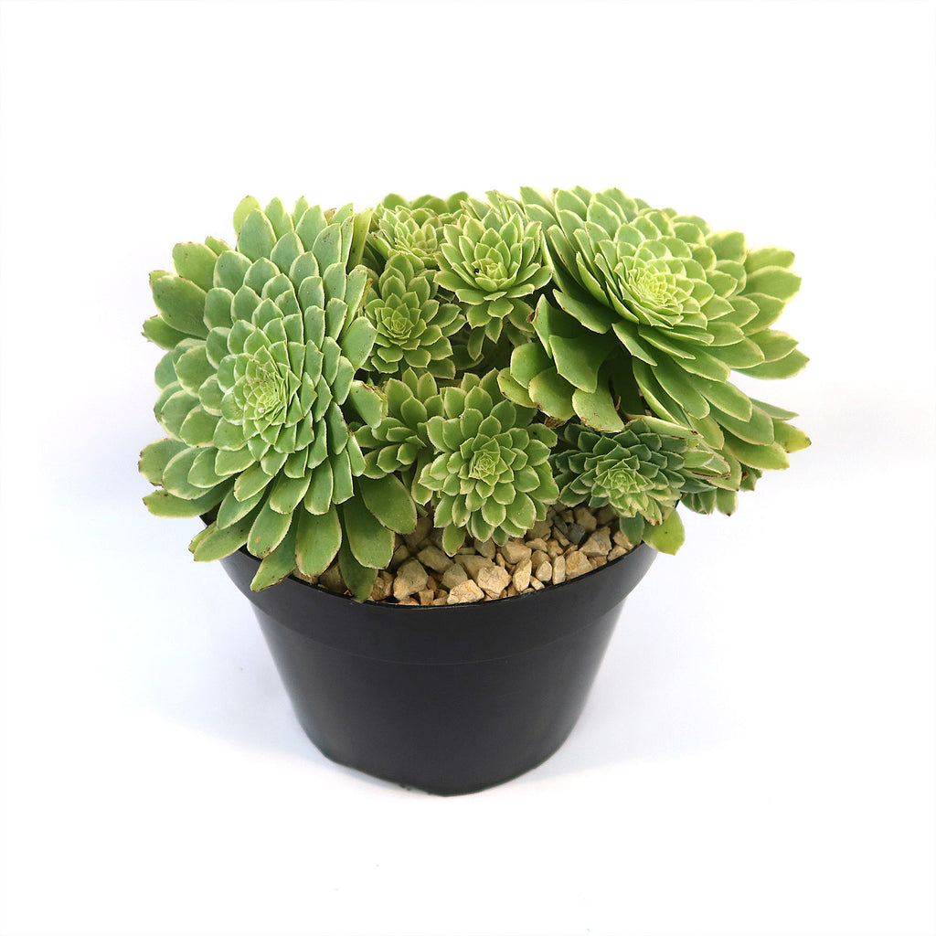 Aeonium ‘Emerald ice’