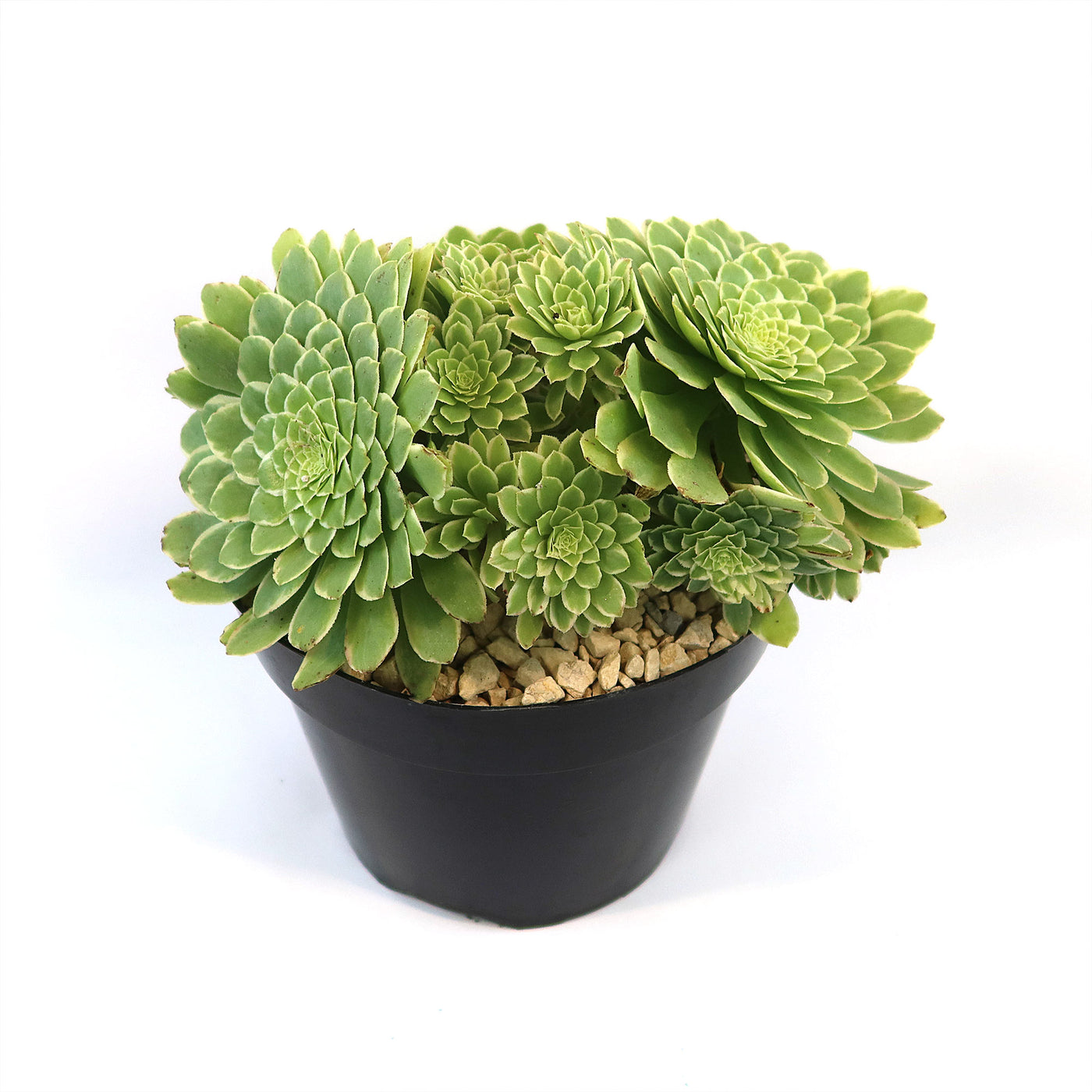 Aeonium ‘Emerald ice’