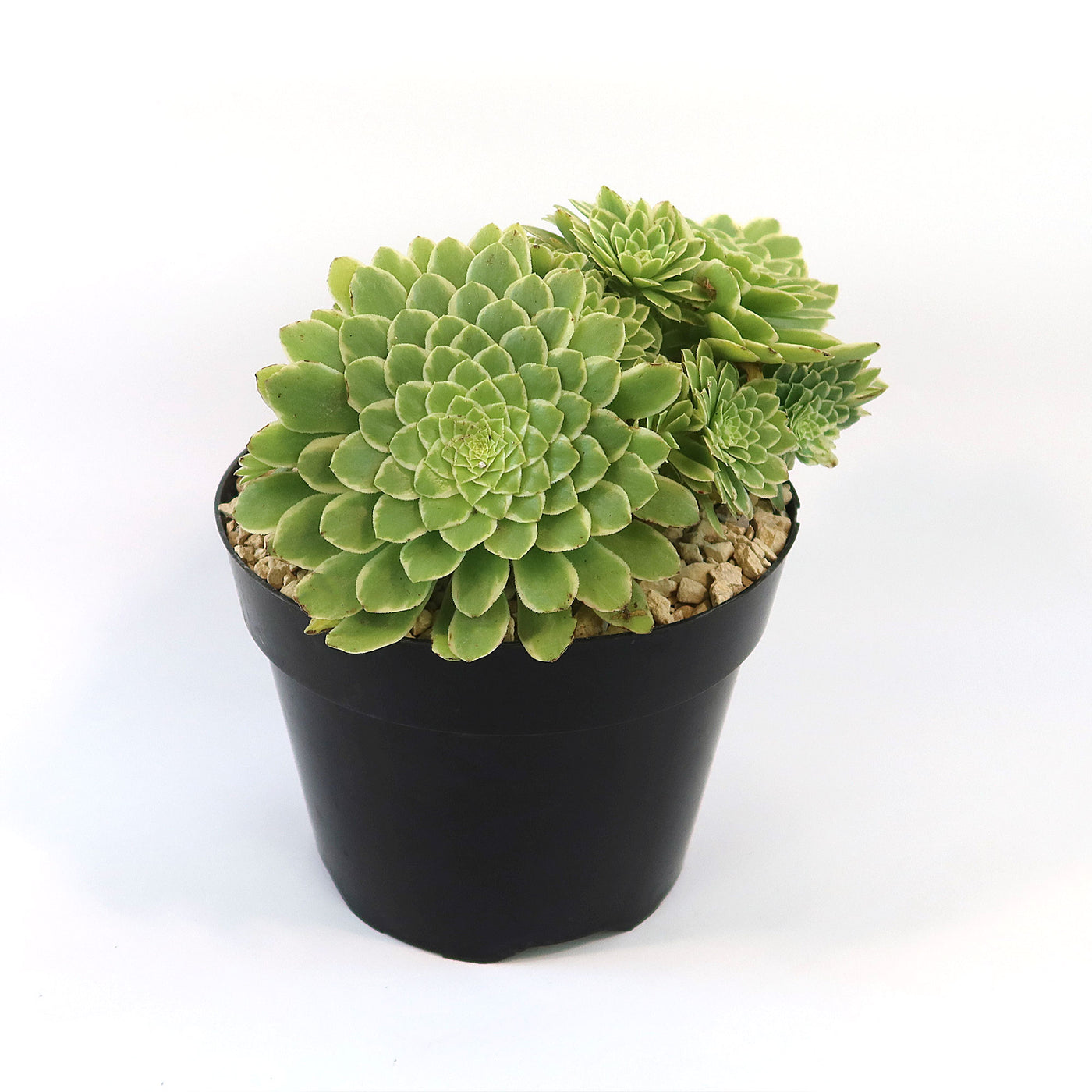variegated ice plant succulent Aeonium ‘Emerald ice’
