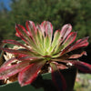 Aeonium &