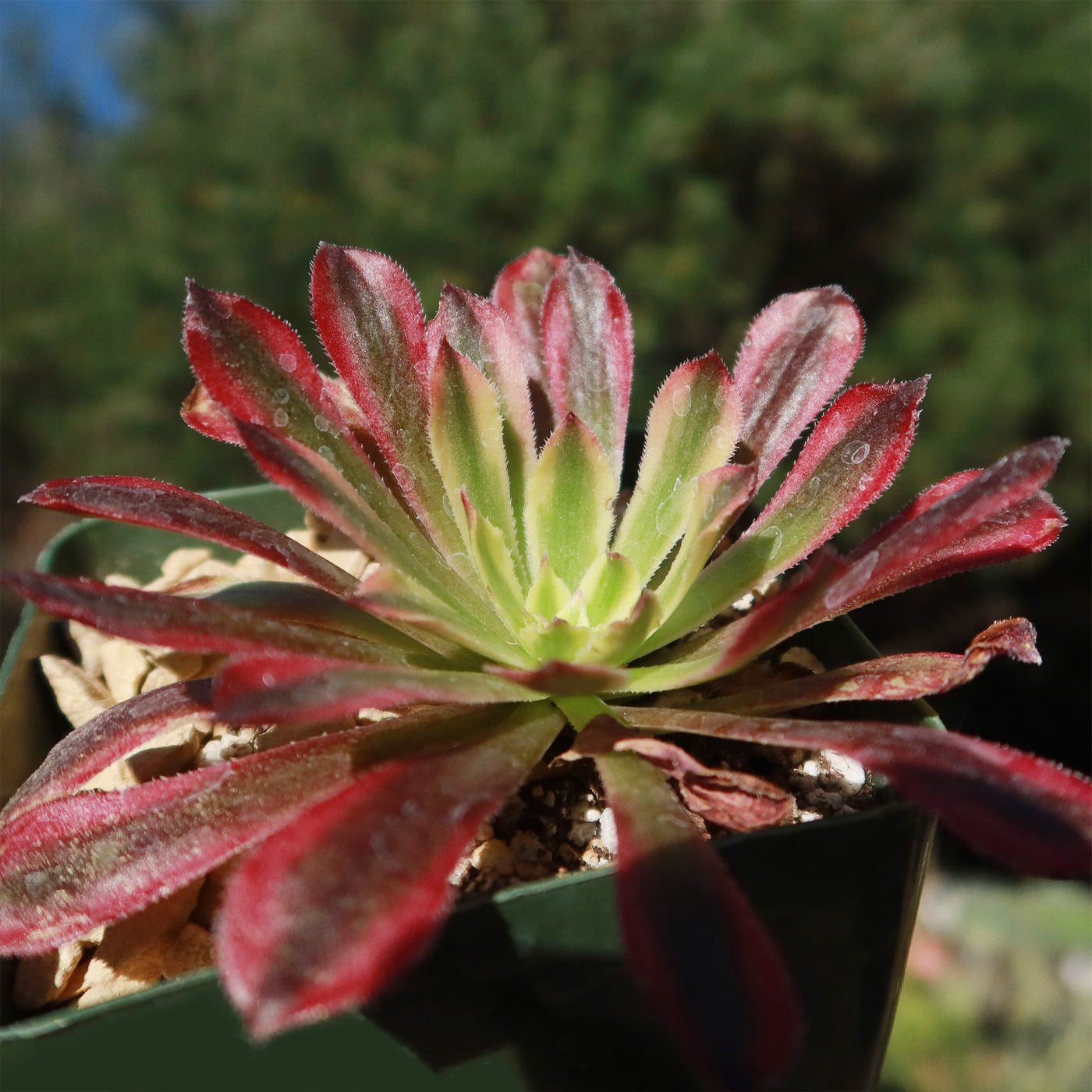 succulent mardi gras Aeonium 'Mardi Gras'- Shop Online at Planet Desert