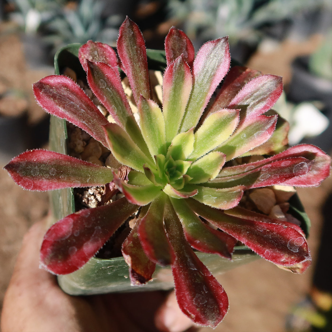 mardi gras succulent for sale Aeonium 'Mardi Gras' 2 Gal