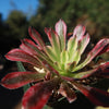 Aeonium &