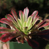 Aeonium &