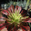 Aeonium &