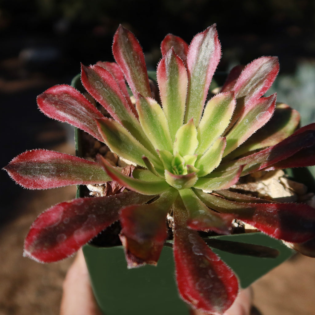 Aeonium &
