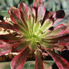 Aeonium &