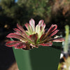 Aeonium &