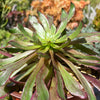 Aeonium &