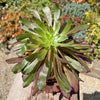 Aeonium &