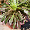 Aeonium &