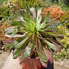 Aeonium &