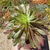 Aeonium &