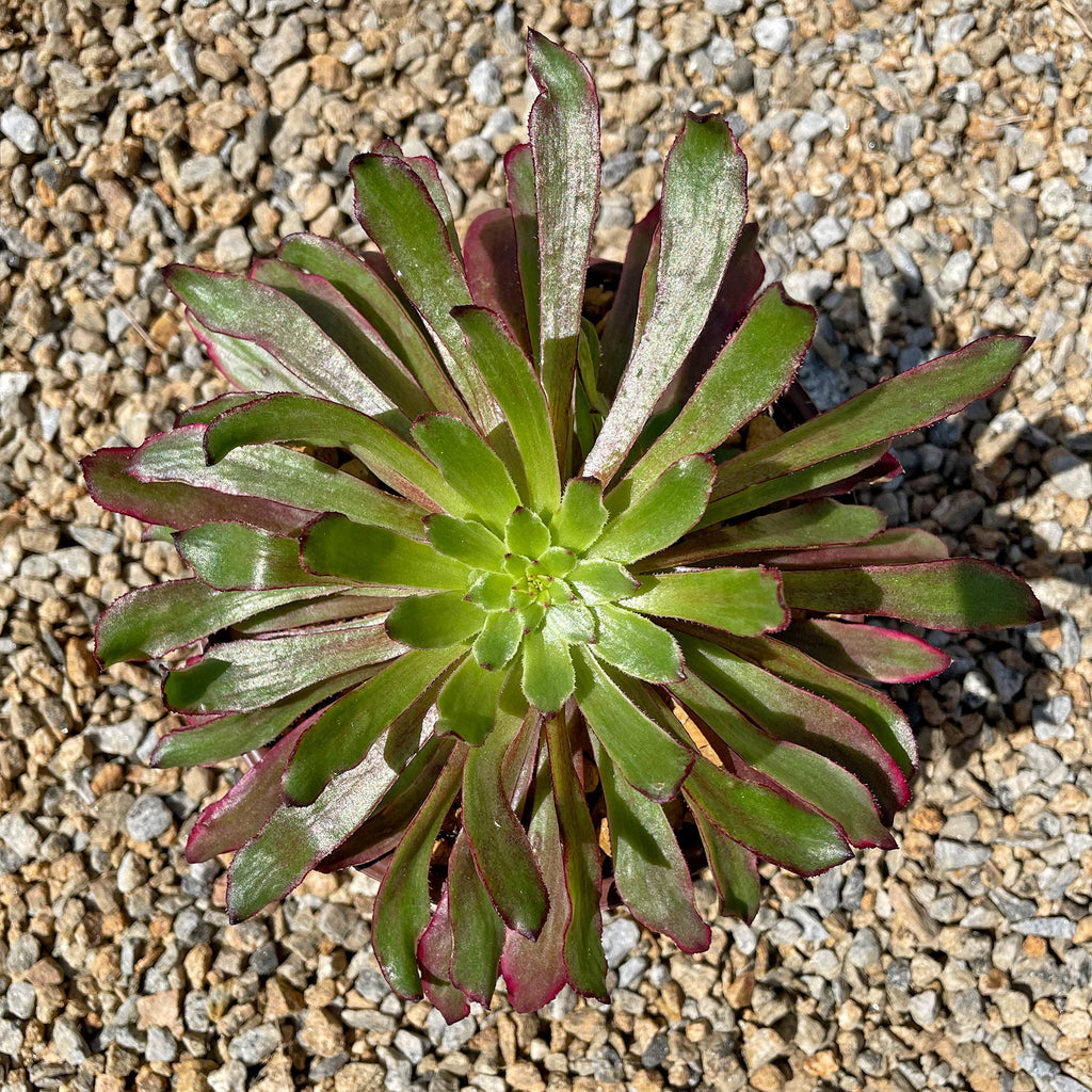 Aeonium &