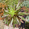 Aeonium &