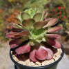 Aeonium shaohua