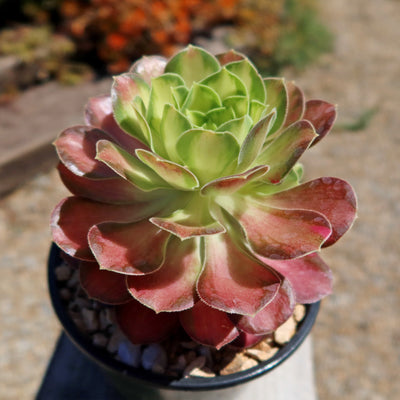 Aeonium shaohua