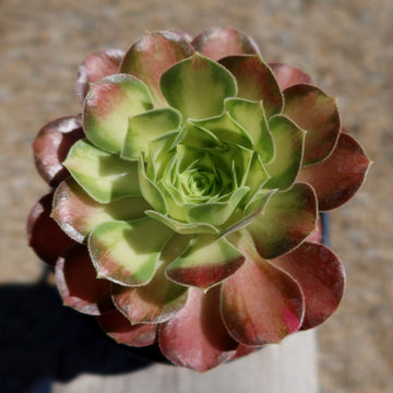 symmetrical succulent Shop 'Aeonium shaohua' Care and Growing Guide