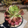 Aeonium shaohua