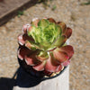 Aeonium shaohua