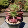 Aeonium shaohua