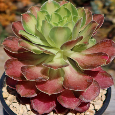 Aeonium shaohua