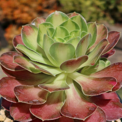 Aeonium shaohua