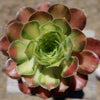 Aeonium shaohua