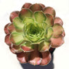 Aeonium shaohua