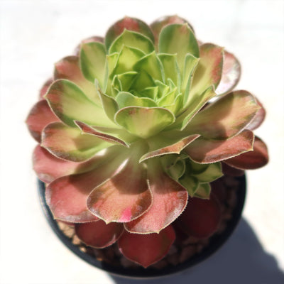 Aeonium shaohua