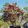 Giant Red Aeonium &